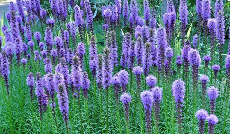 12 Low Maintenance Perennial Flowers For Your Garden