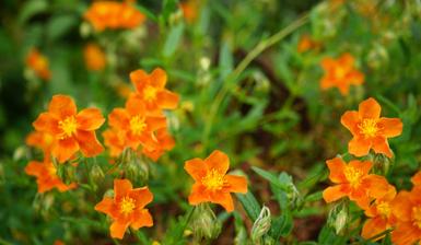 10 Orange Perennial Flowers To Grow In