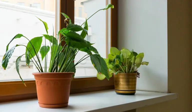 7 Common Peace Lily Pests and Diseases + How To Prevent Them