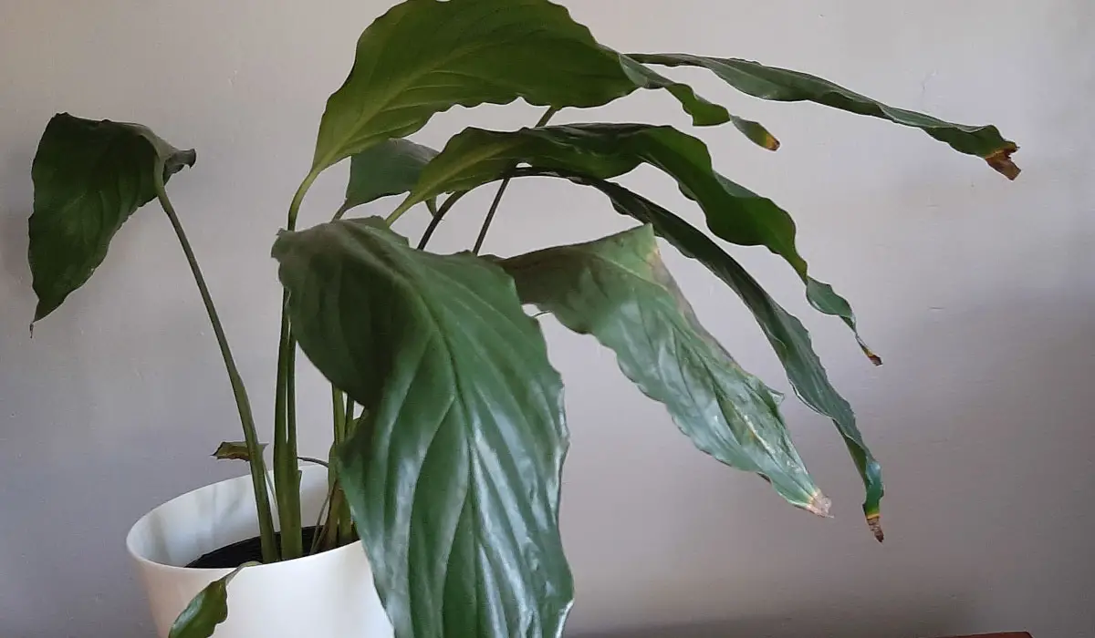 Peace Lily leaves drooping