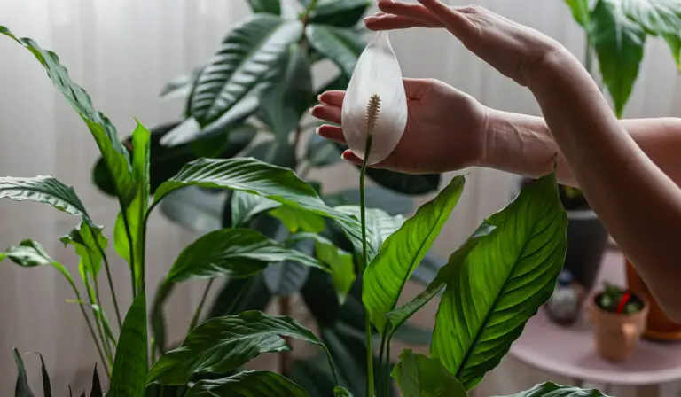 7 Common Peace Lily Problems And How To Fix Them