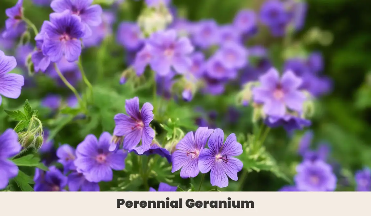 Perennial Geranium