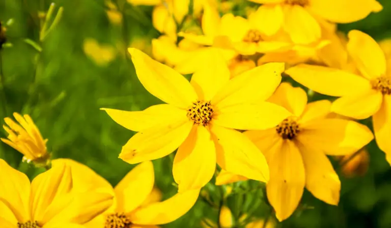 10 Bright Yellow Perennial Flowers to Add to Your Garden
