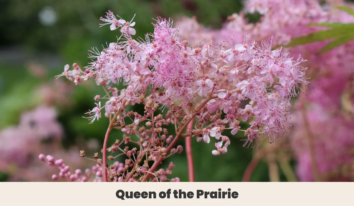 Queen of the Prairie