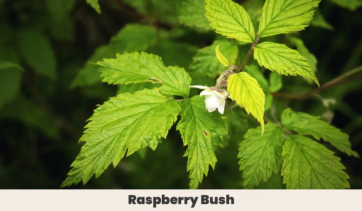 Raspberry Bush