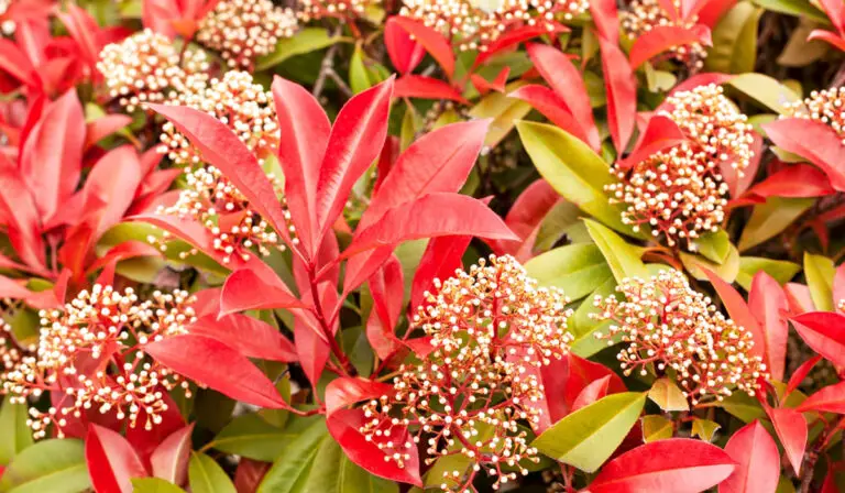 11 Shrubs With Red Leaves All Year Round
