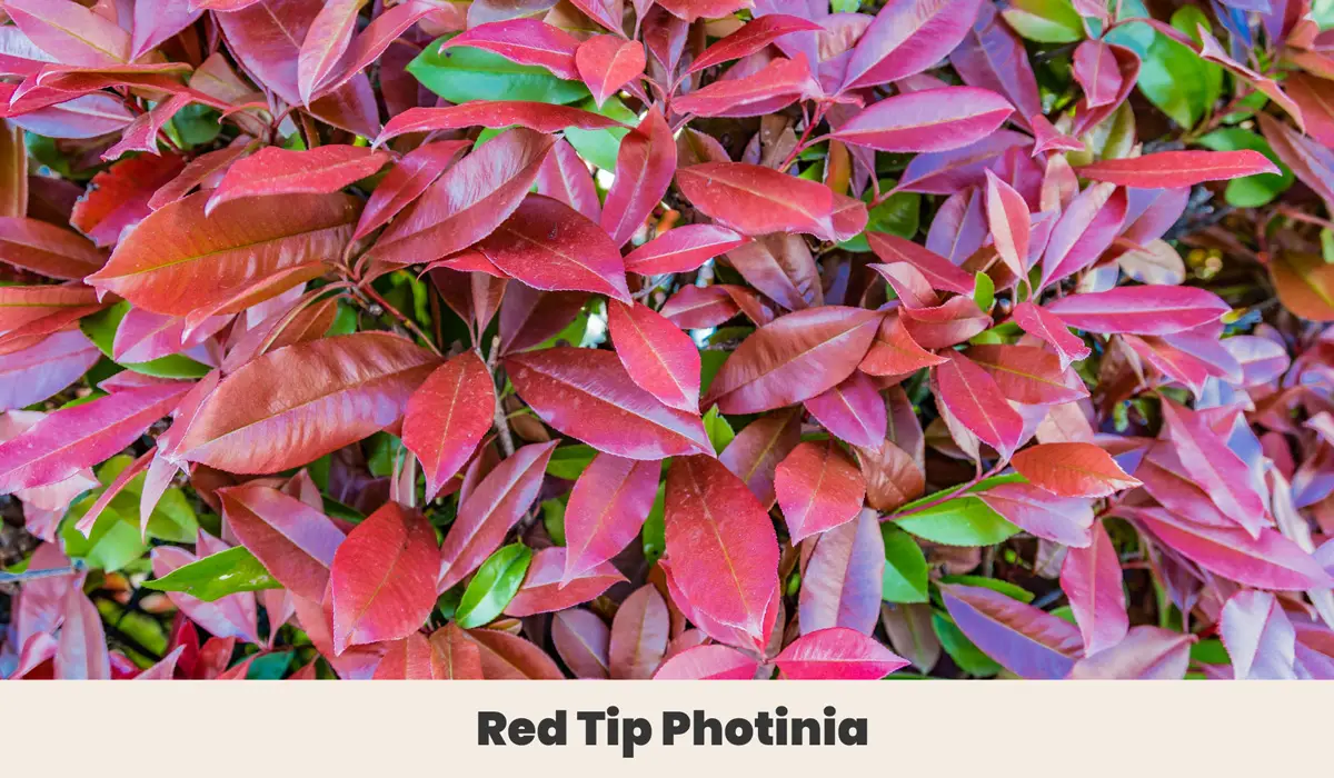 Red Tip Photinia 1
