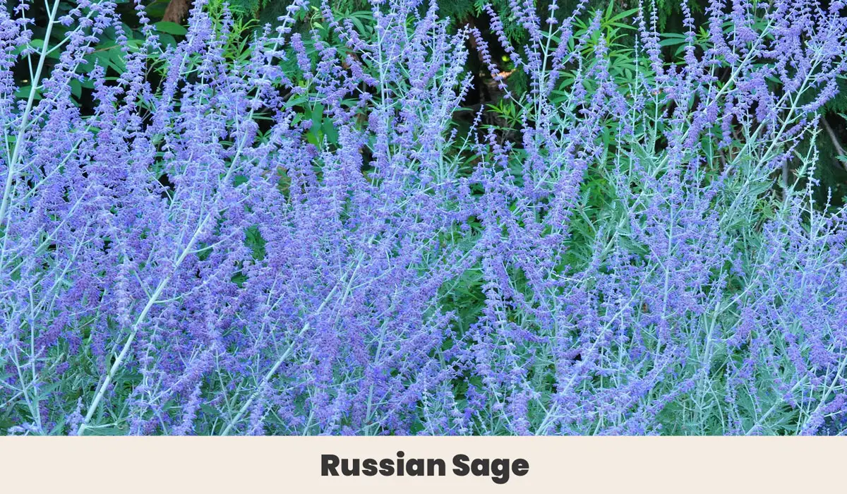 Russian Sage