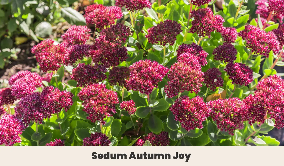 Sedum Autumn Joy