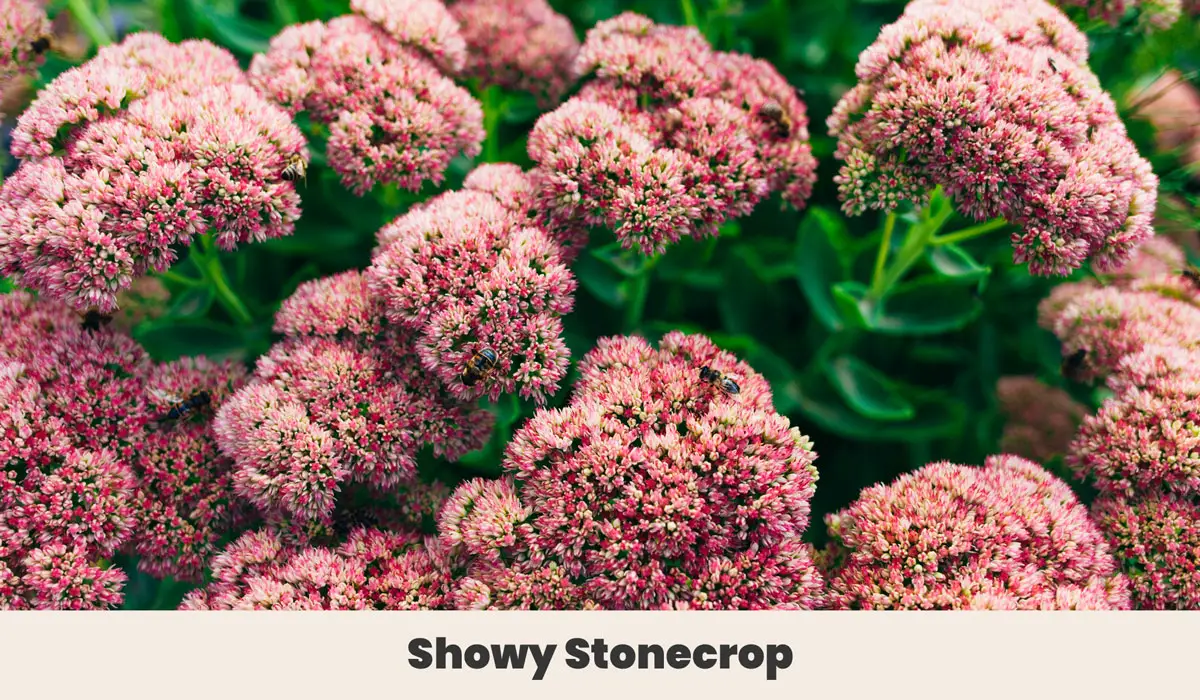 Showy Stonecrop