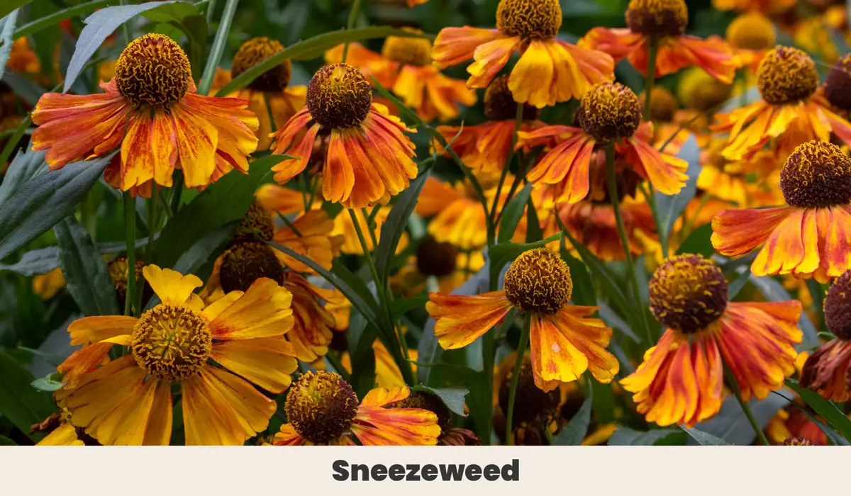 Sneezeweed