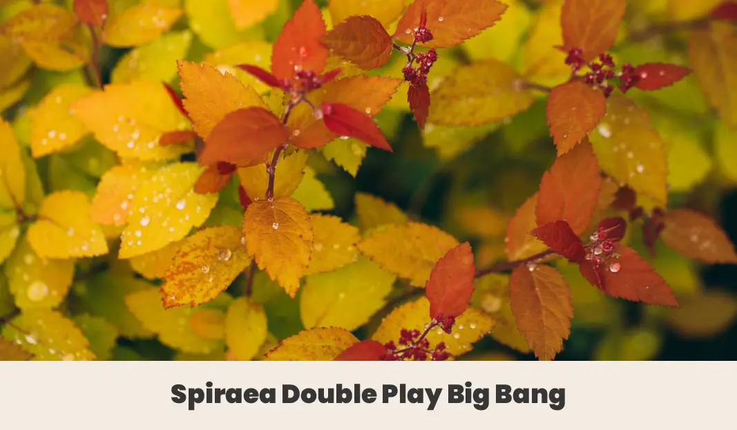 Spiraea Double Play Big Bang