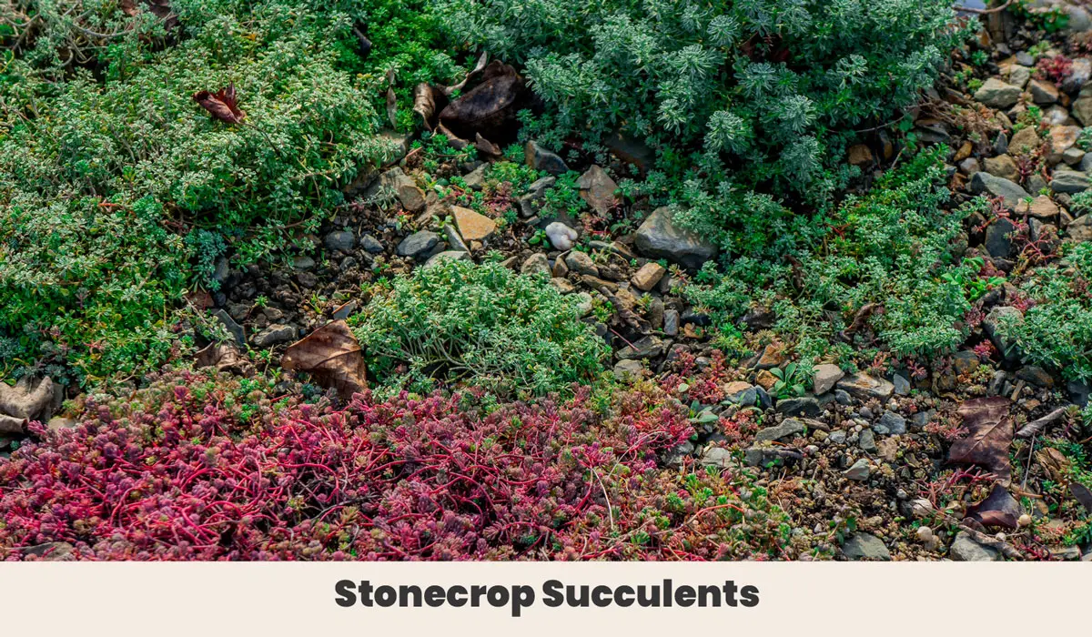 Stonecrop Succulents