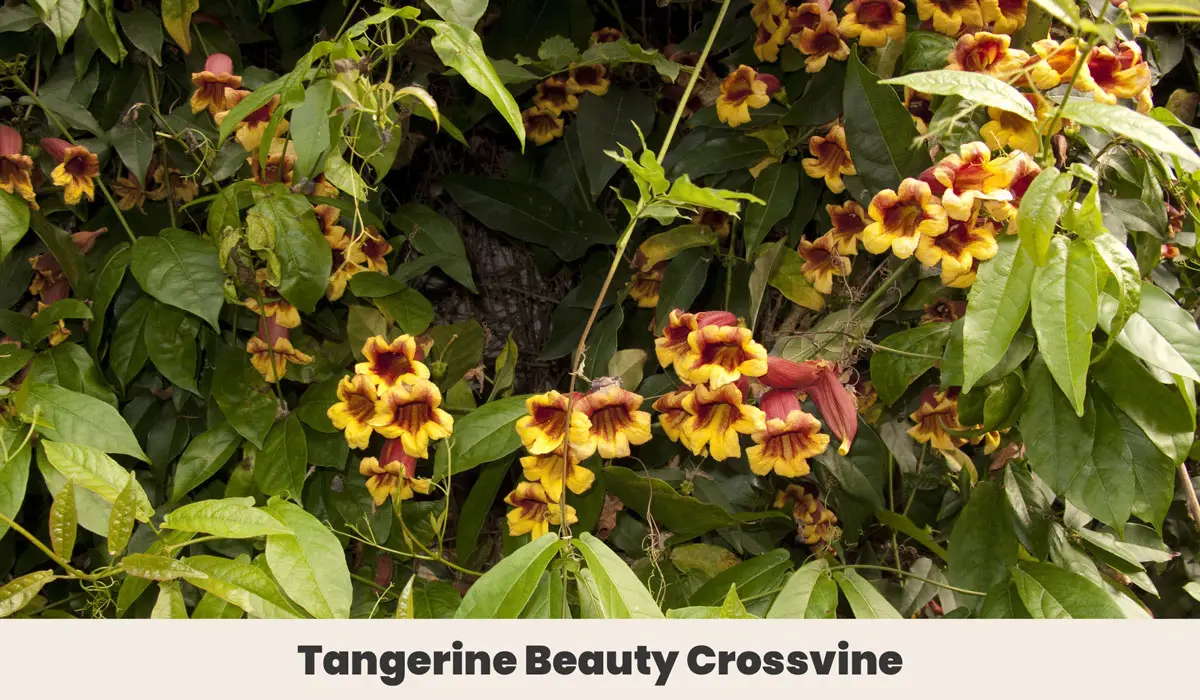 Tangerine Beauty Crossvine