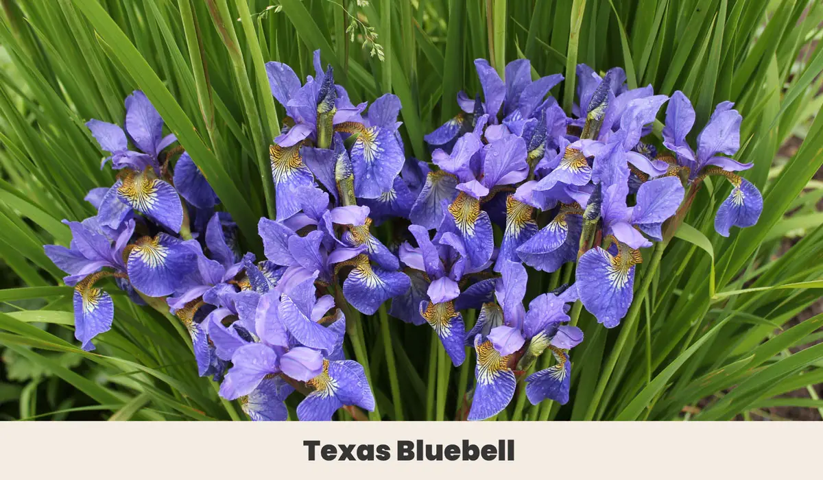 Texas Bluebell