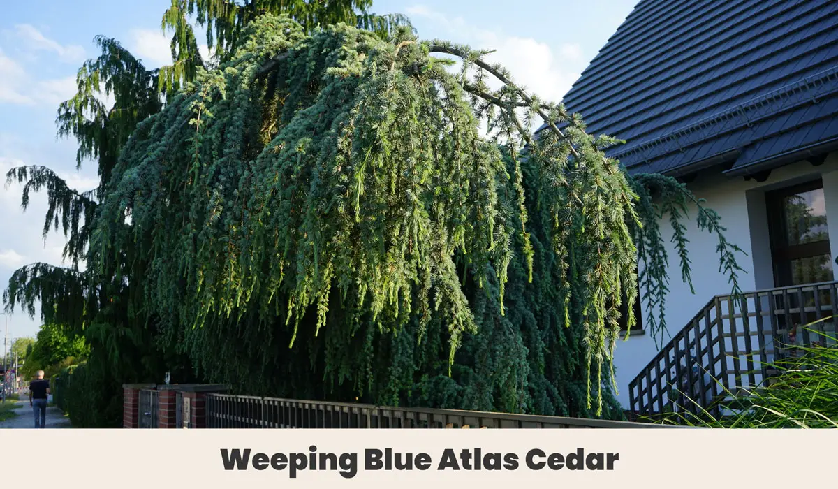 Weeping Blue Atlas Cedar