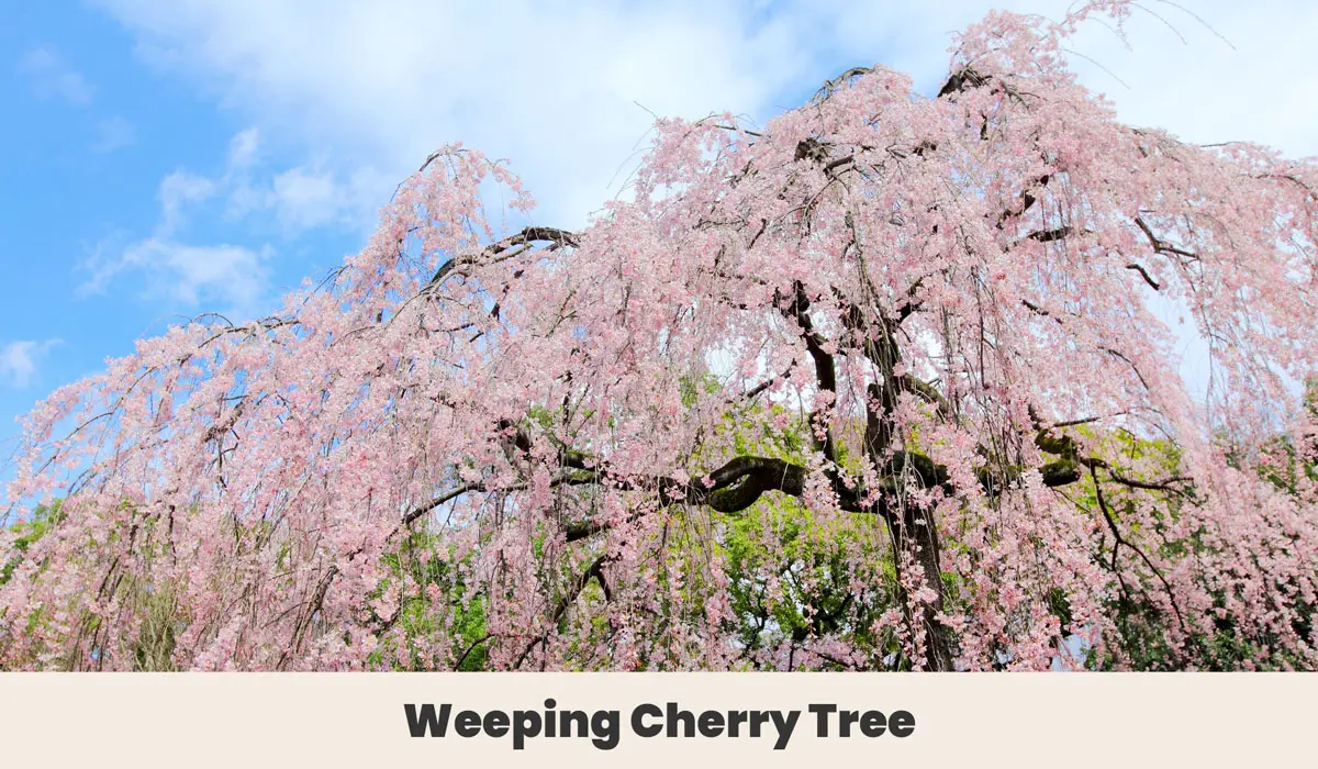 Weeping Cherry Tree