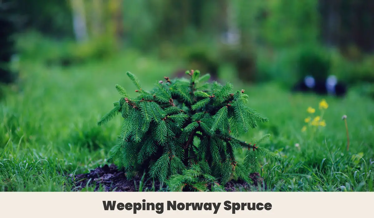 Weeping Norway Spruce