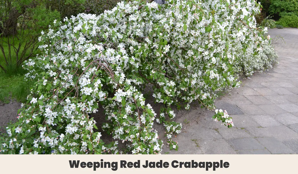 Weeping Red Jade Crabapple