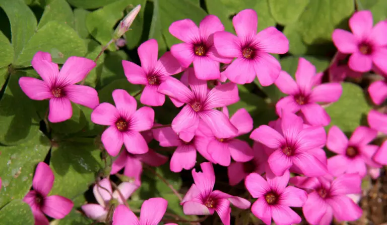 11 Common Weeds With Pink Flowers (Types of Pink Garden Weeds)