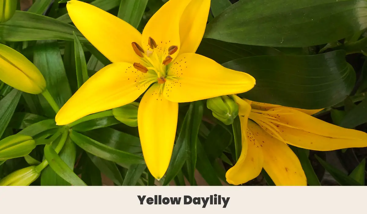 Yellow Daylily 2