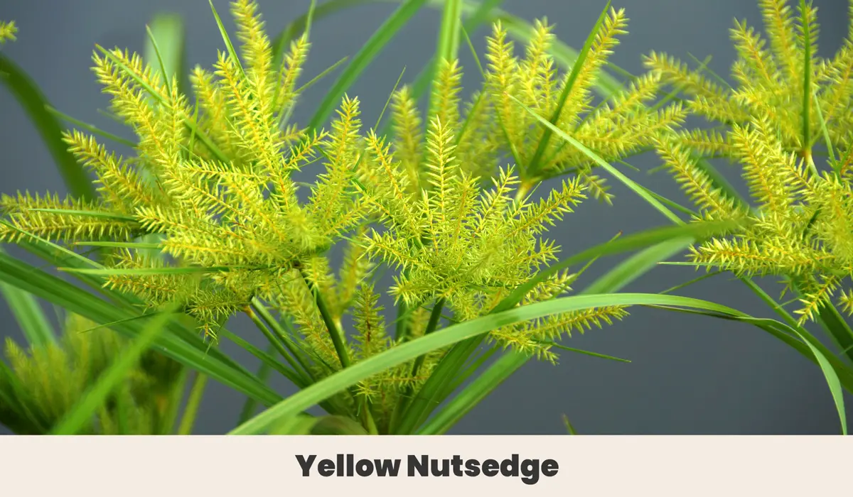 Yellow Nutsedge