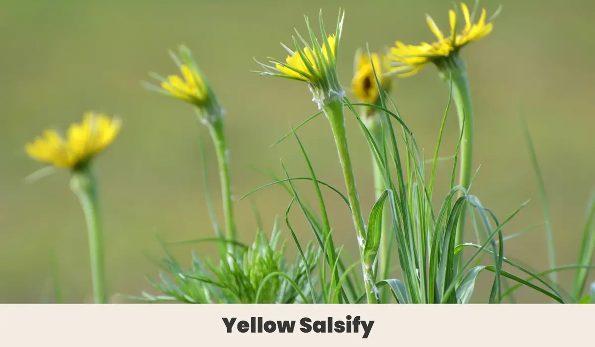 Yellow Salsify