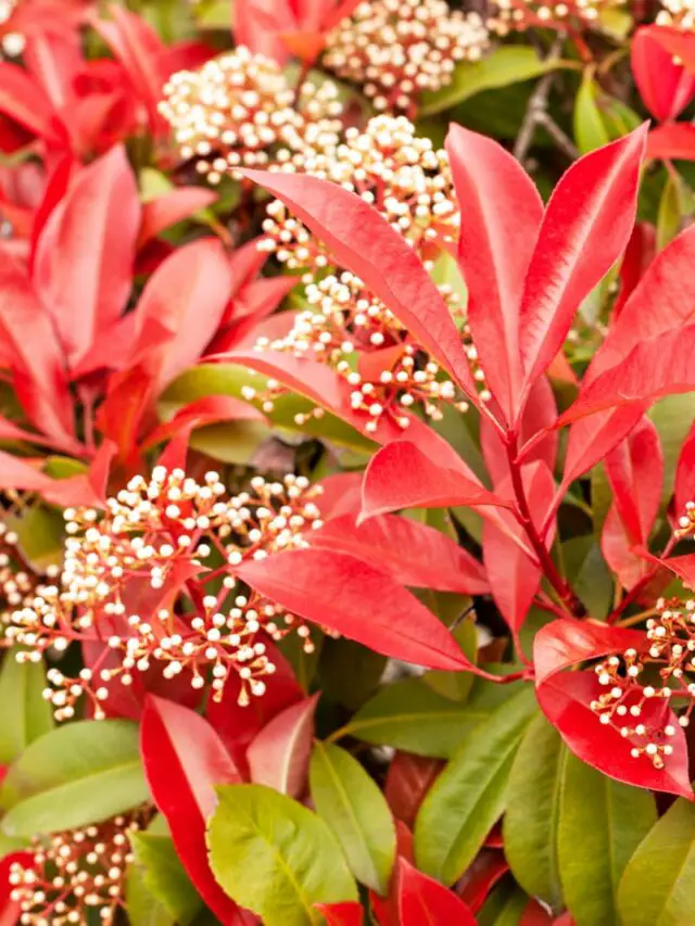 7 Shrubs With Red Leaves All Year Round