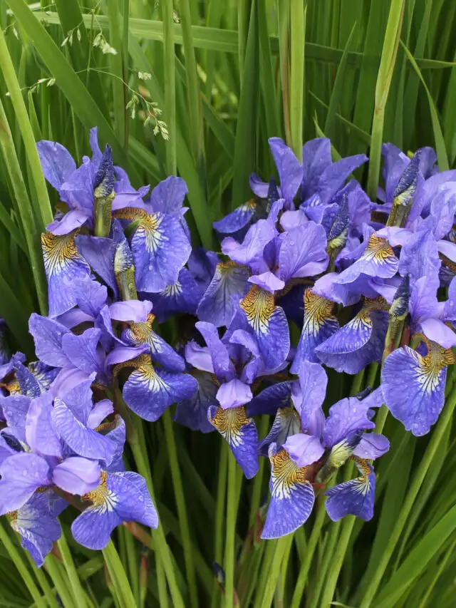 Tired Of Dried Up Flowers? These 7 Will Bloom All Season Long