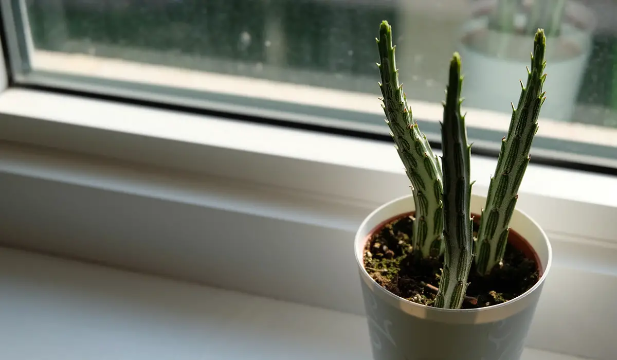 pickle plant in window