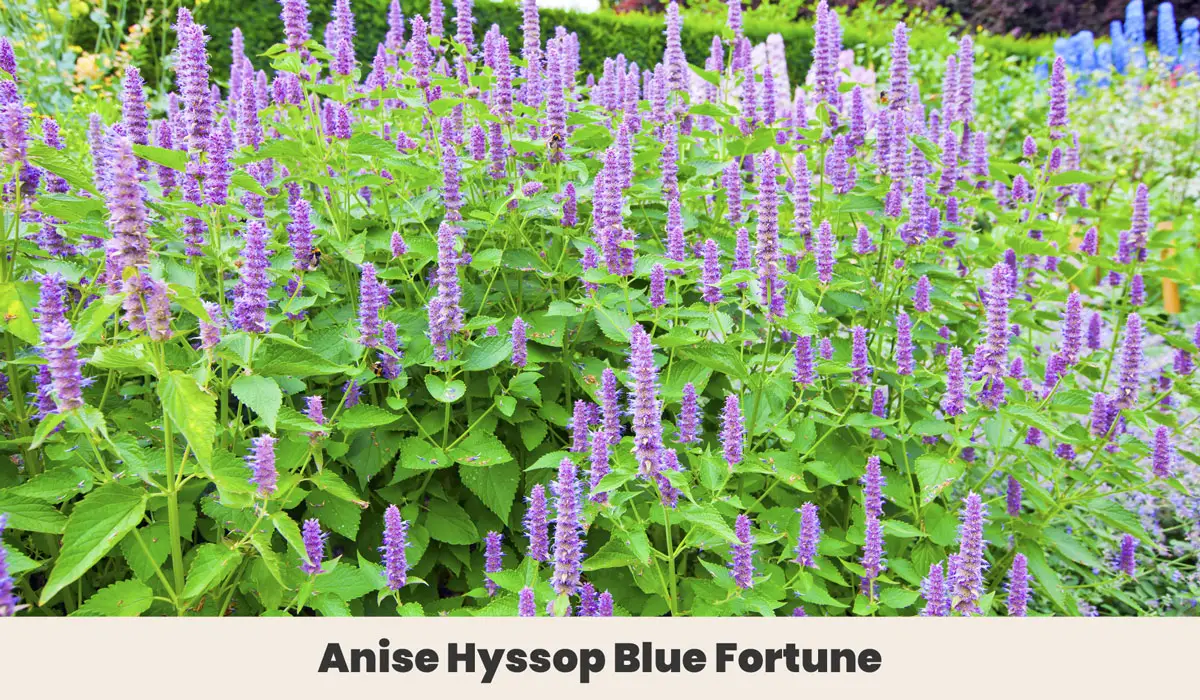 Anise Hyssop Blue Fortune