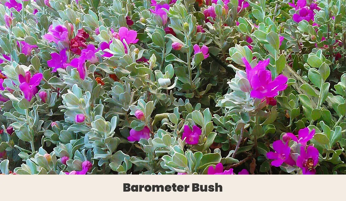Barometer Bush