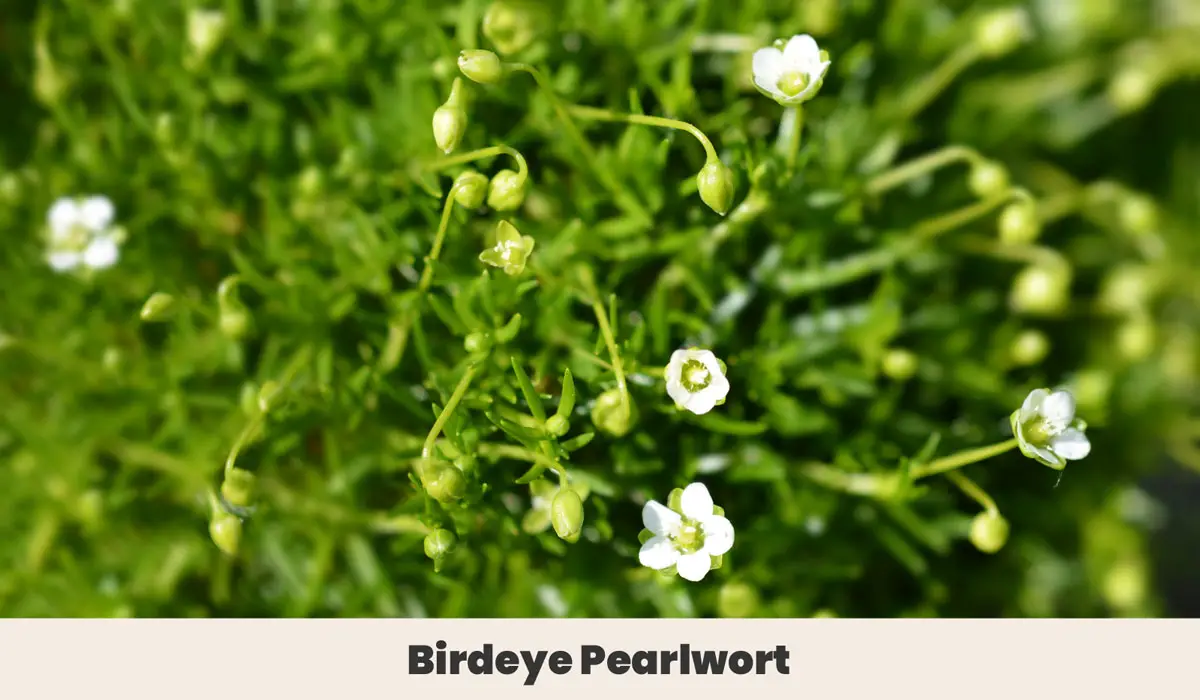 Birdeye Pearlwort
