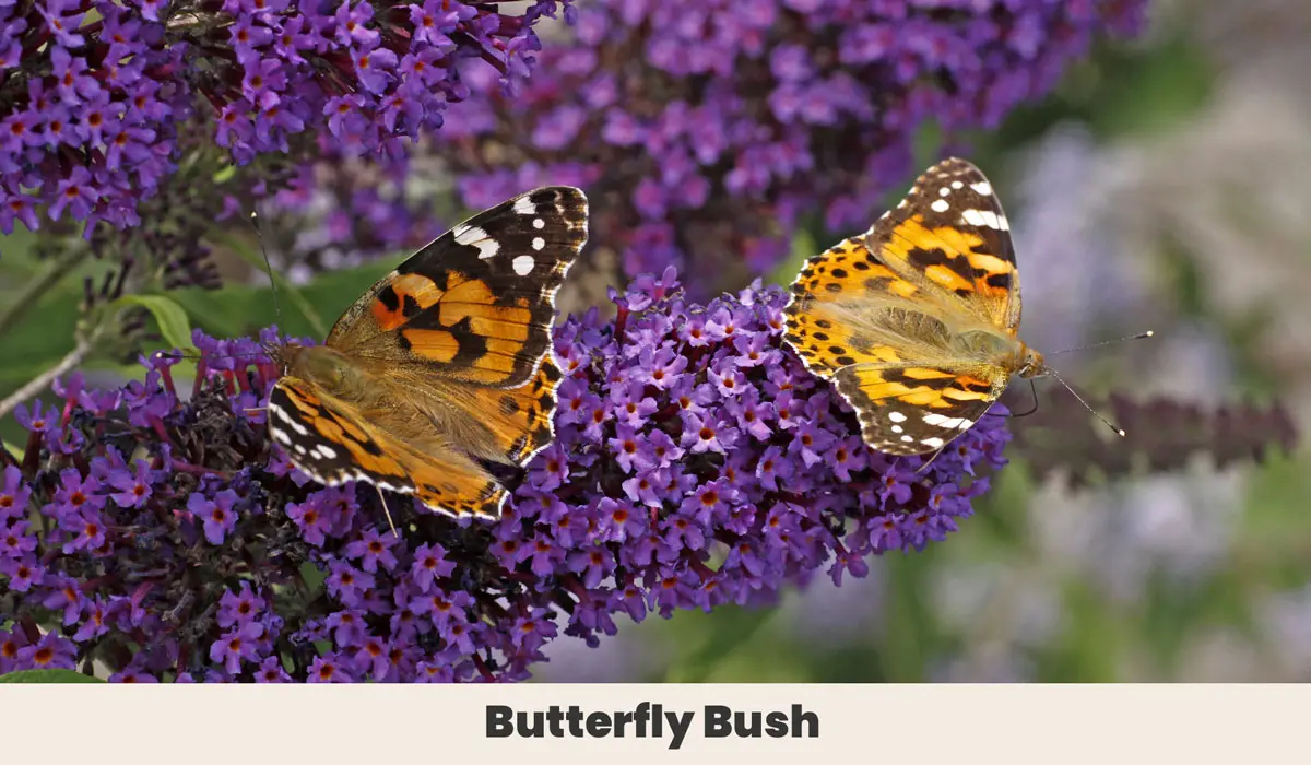 Butterfly Bush 1