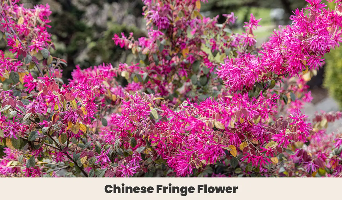 Chinese Fringe Flower