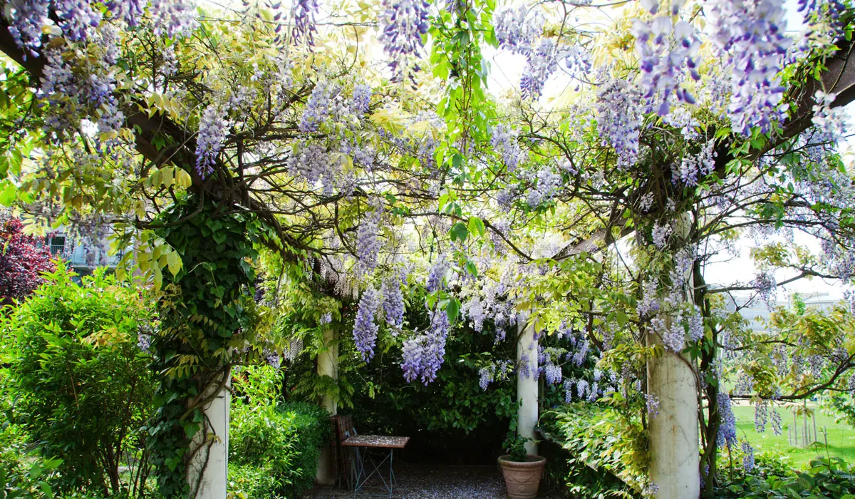 Chinese wisteria sun and shade vines