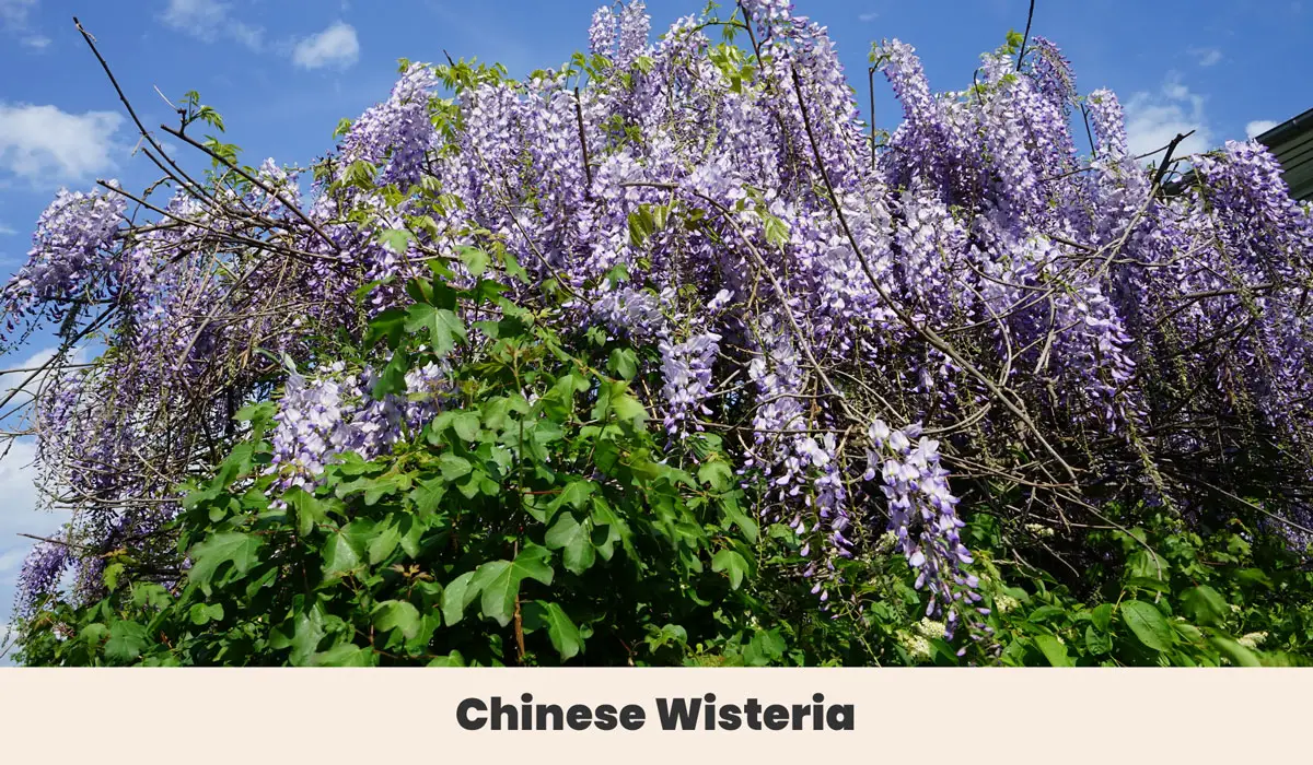 Chinese wisteria