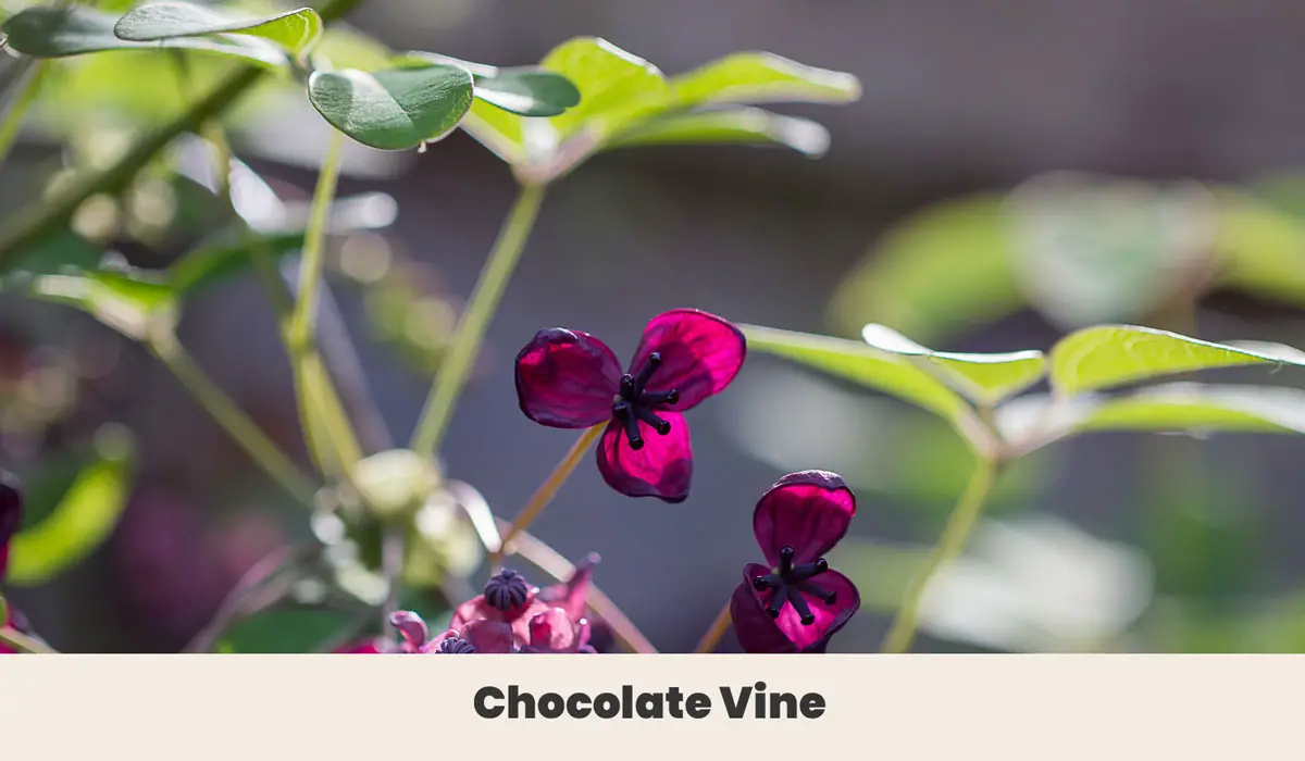 Chocolate Vine