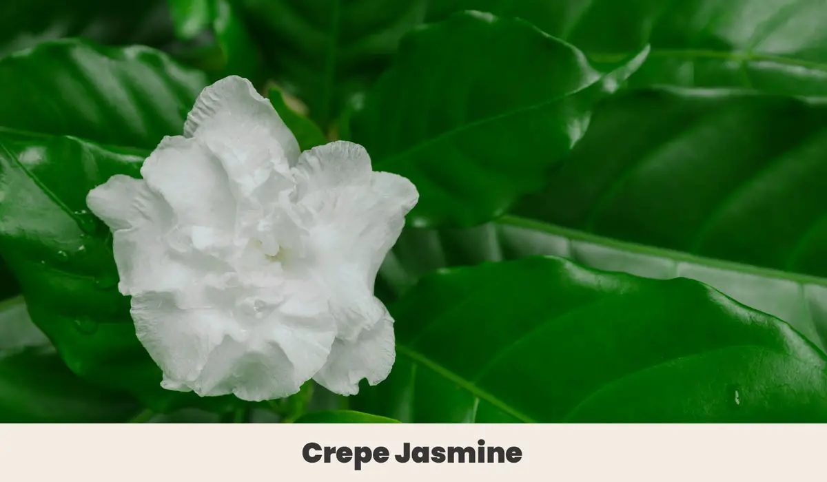 Crepe Jasmine