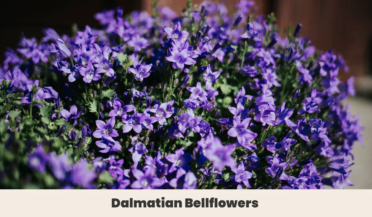 Dalmatian Bellflowers