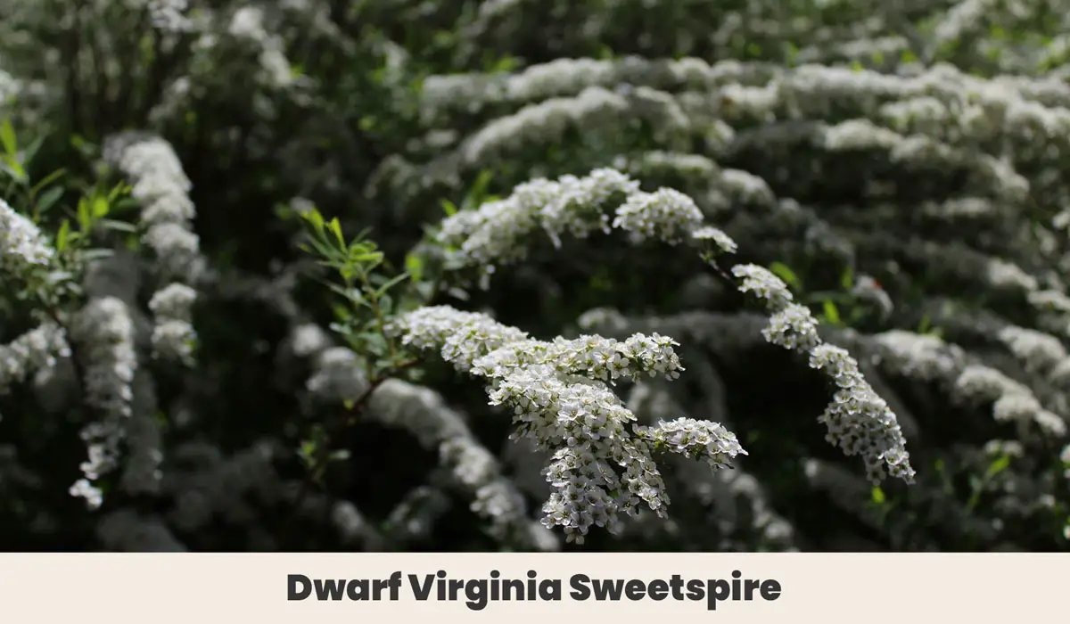 Dwarf Virginia Sweetspire