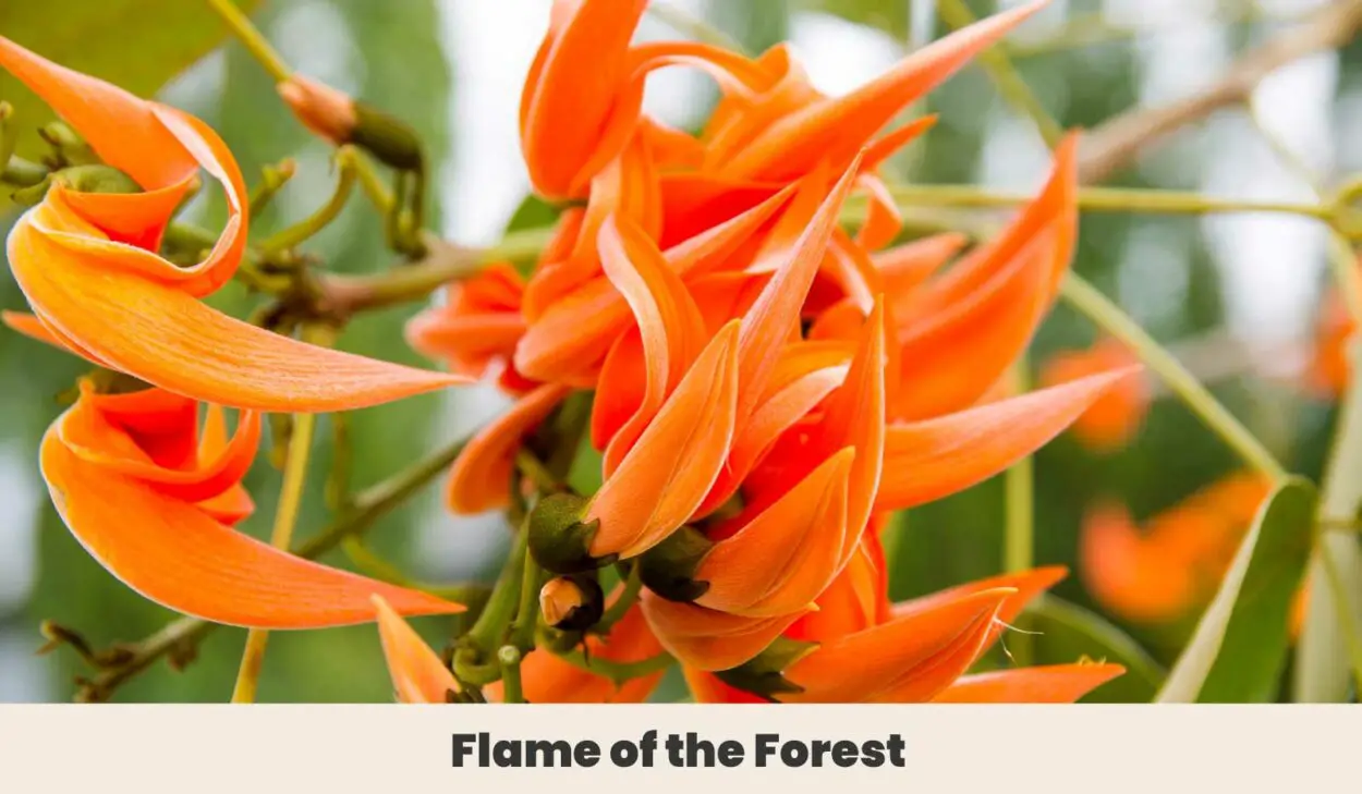 Flame of the Forest