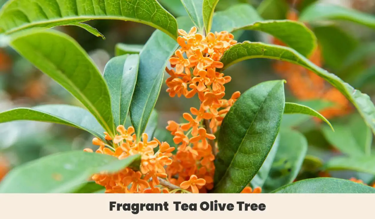 Fragrant Tea Olive Tree
