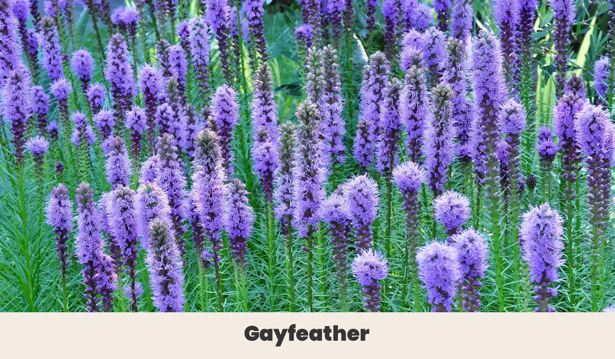 Gayfeather 1