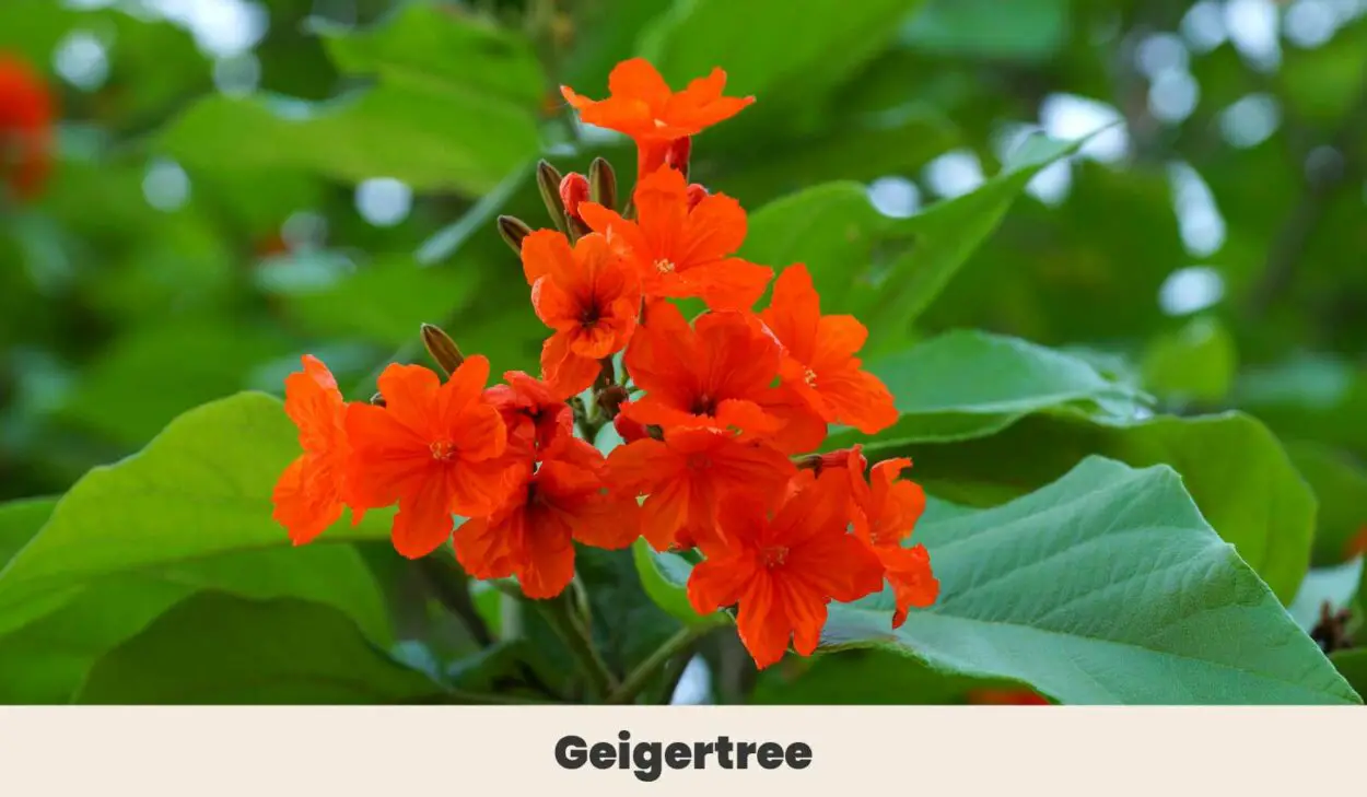 Geigertree