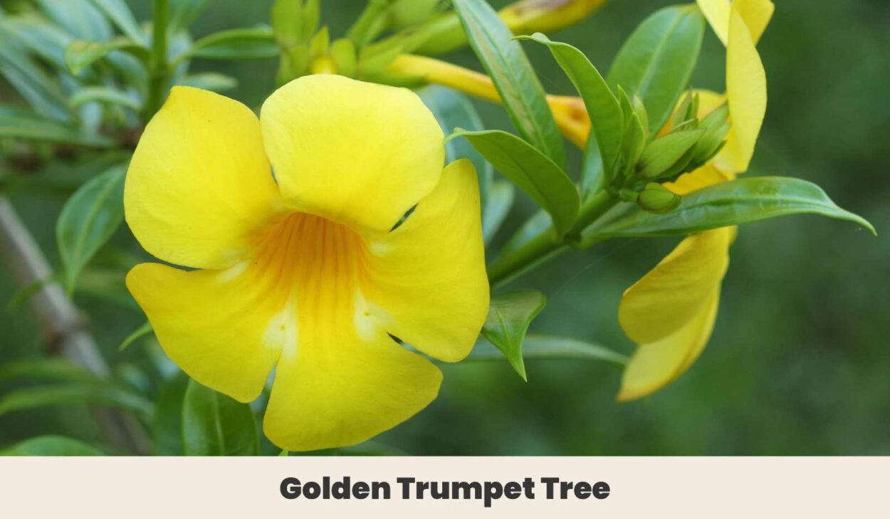 Golden Trumpet Tree