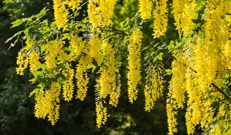 11 Yellow Flowering Trees to Plant This Year + Growing Guides