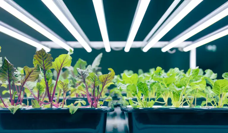 7 Best Hydroponic Grow Lights for a Successful Indoor Garden