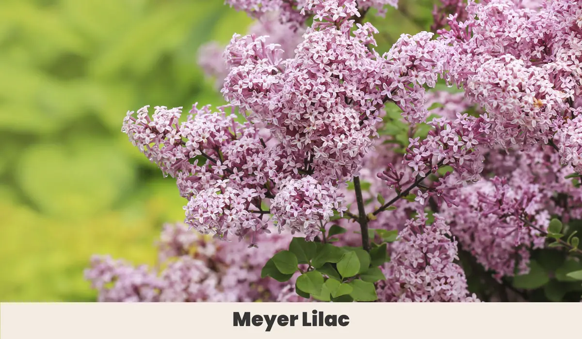 Meyer Lilac