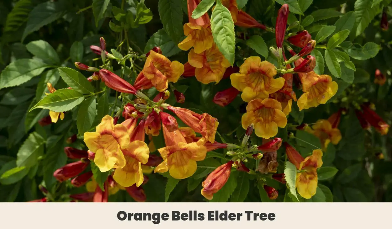 Orange Bells Elder Tree